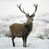 Deer_8